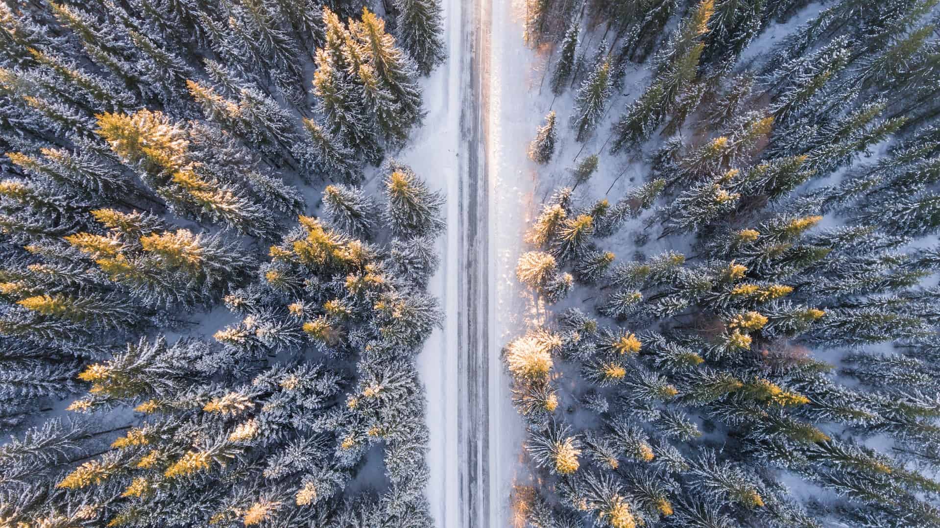 Aerial view of a snow-covered road cutting through a dense winter evergreen forest, with golden sunlight illuminating the tree tops.