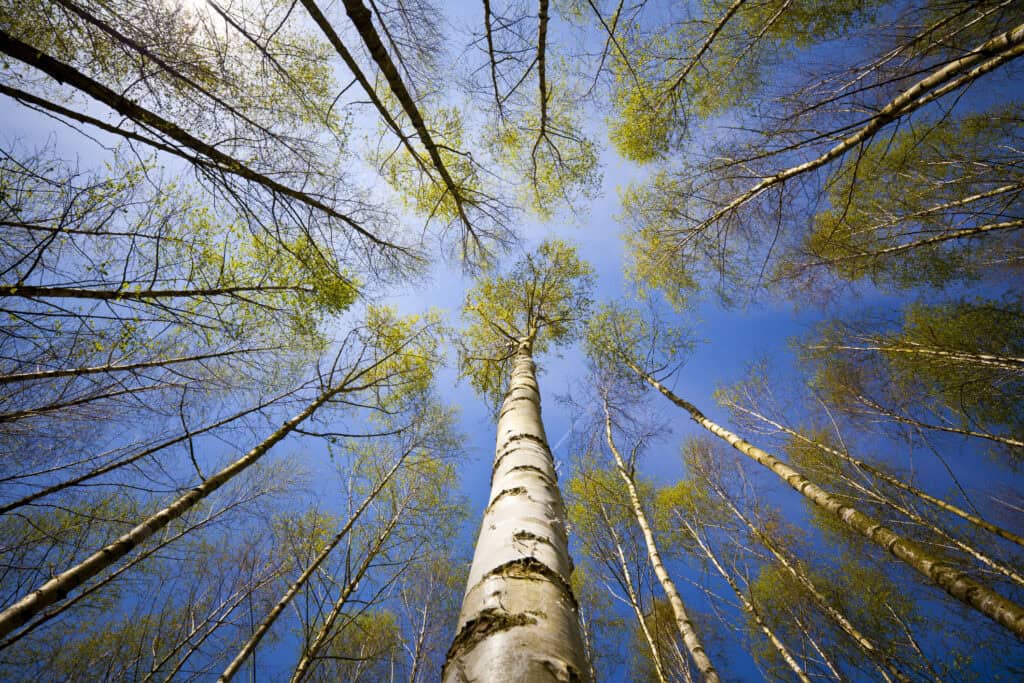 Low-angle view of tall, slender trees with light green leaves against a bright blue sky, with the sun visible in the upper left.