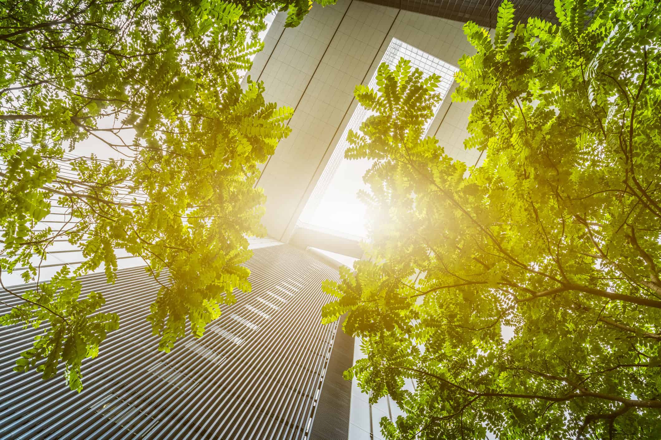 Low-angle view of bright green tree leaves framing modern skyscrapers under a sunny sky.
