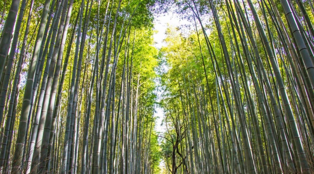 A low-angle view of a dense bamboo forest with tall green stalks reaching towards a bright, sunlit sky.