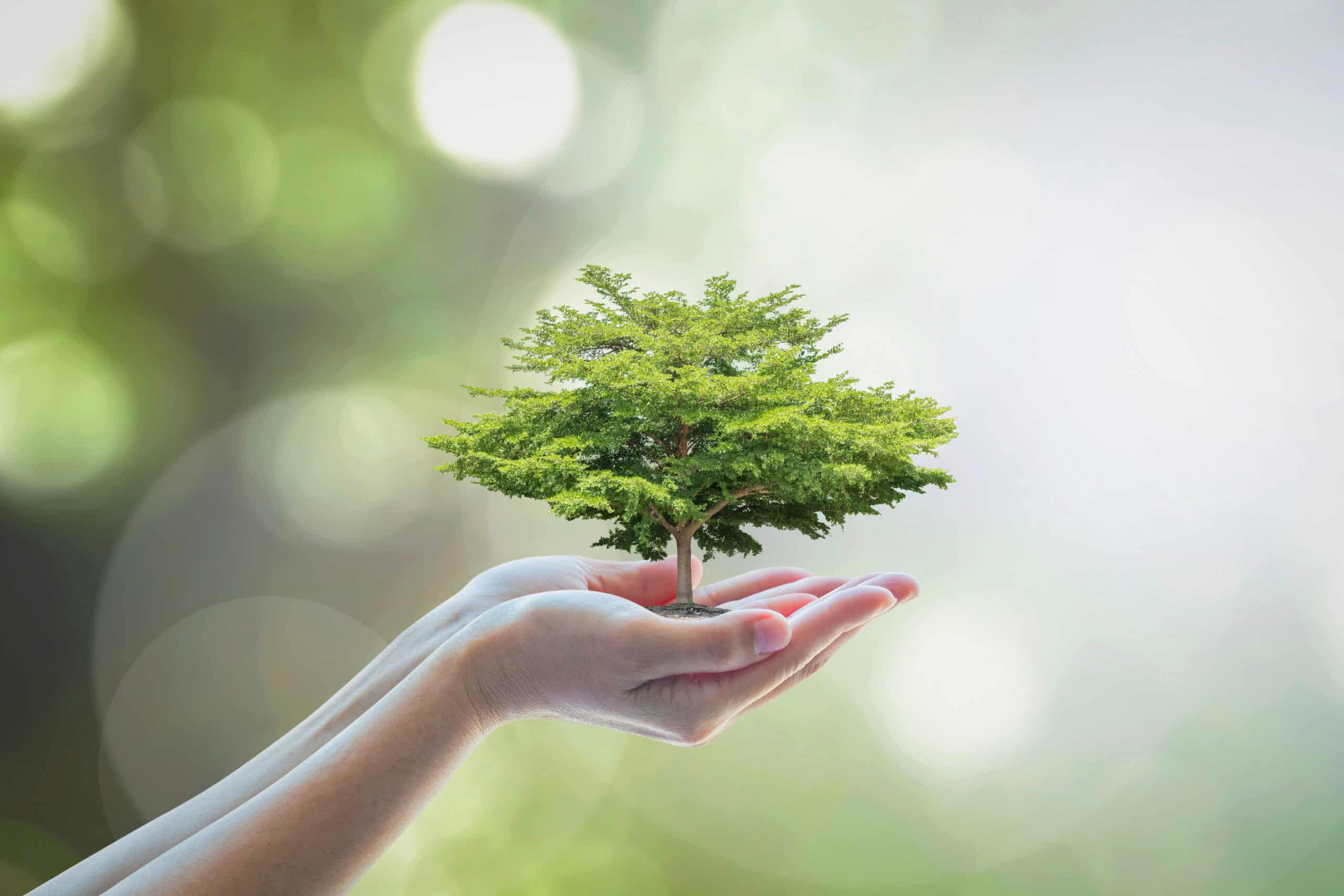 Cupped hands holding a small green tree with visible roots against a blurred green and white background.