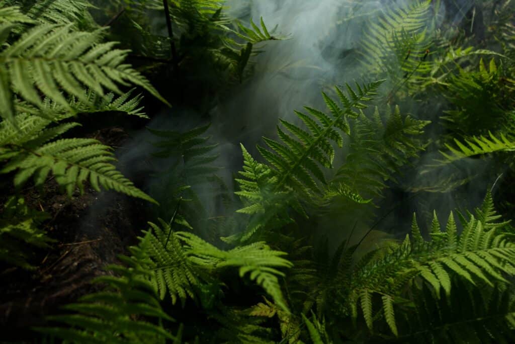 Dense green ferns with white smoke or mist weaving through the fronds.