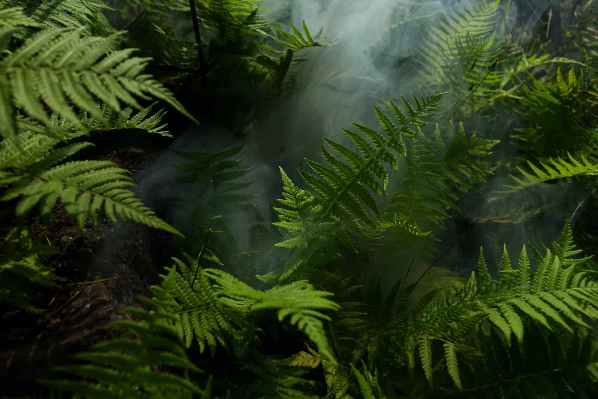 Dense green ferns with white smoke or mist weaving through the fronds.