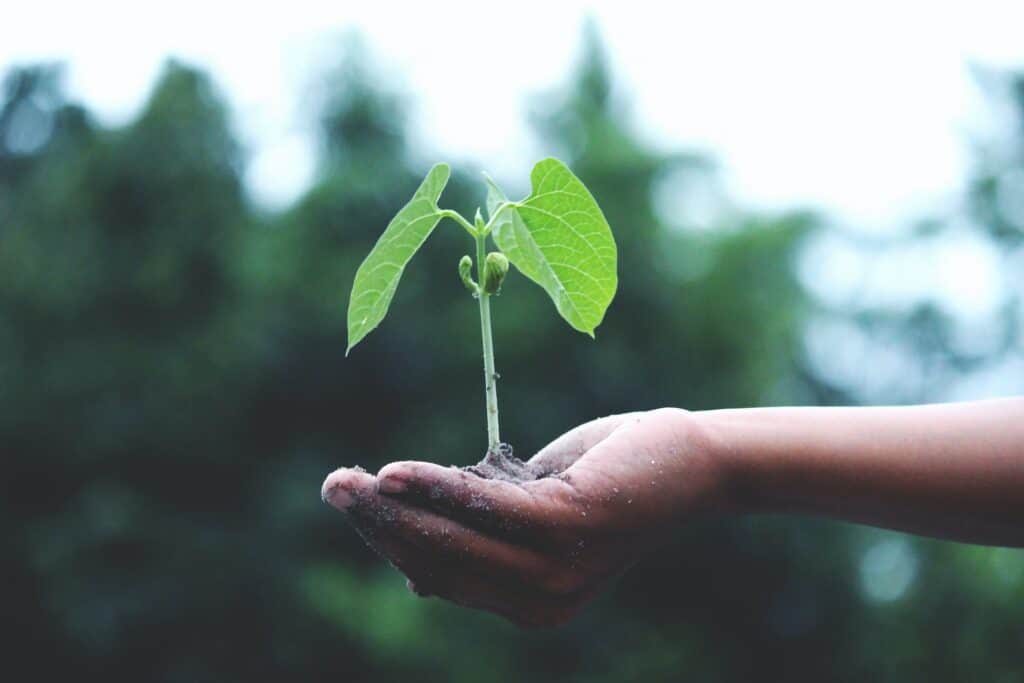 A hand holding a small green seedling with two prominent leaves and emerging buds, against a blurred green background.
