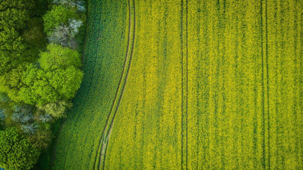 Aerial view of a green forest on the left and a bright yellow field on the right, separated by a narrow path.