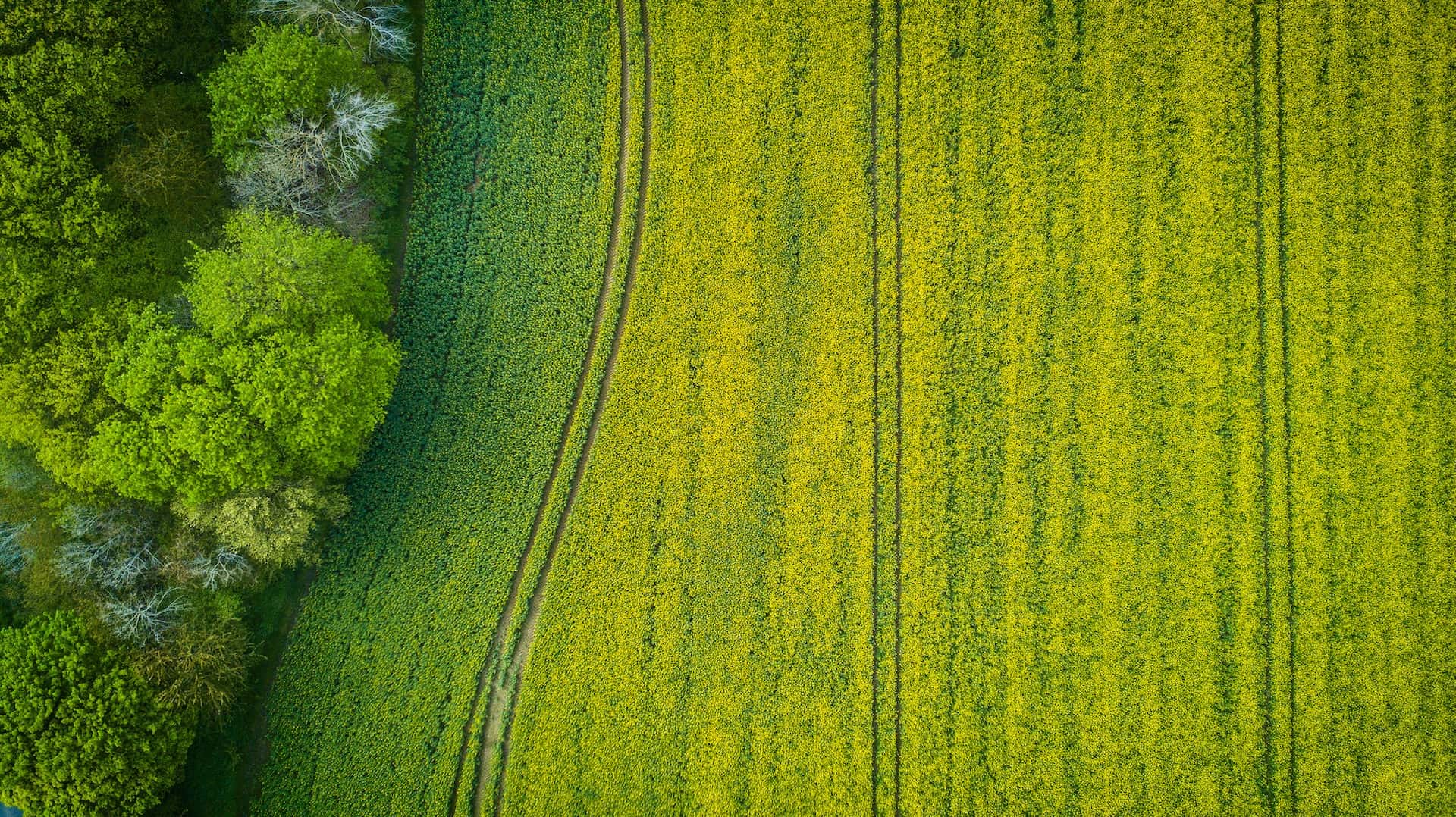 Aerial view of a green forest on the left and a bright yellow field on the right, separated by a narrow path.