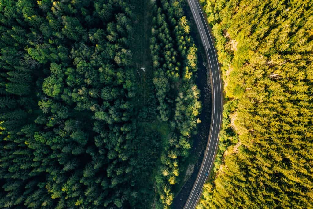 Aerial view of a winding road separating a dark green forest from a bright, sunlit yellow-green forest.