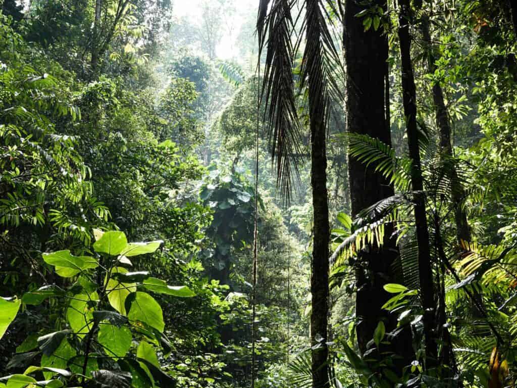 Dense tropical forest with lush green foliage and sunlight filtering through the trees.