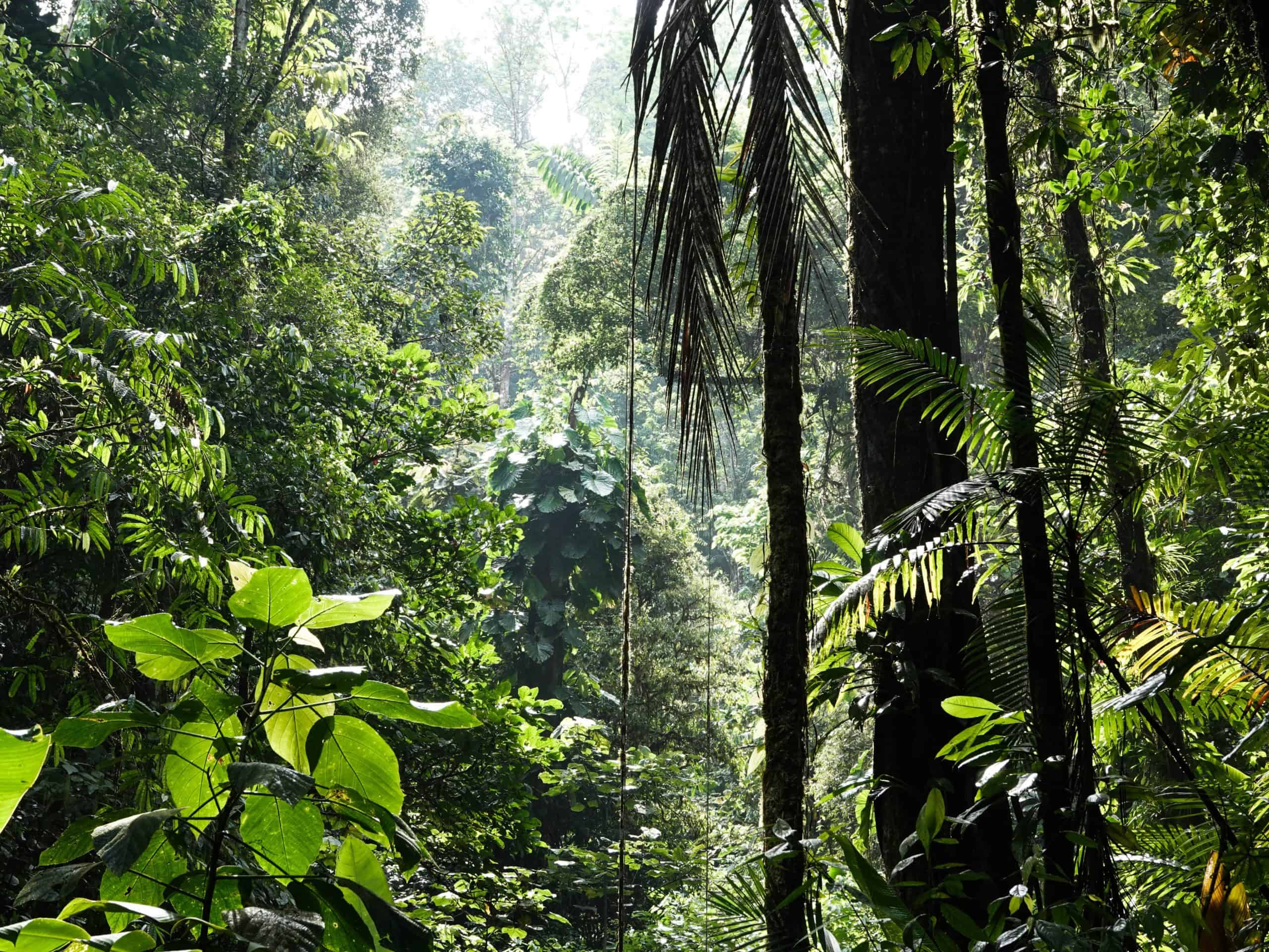 Dense tropical forest with lush green foliage and sunlight filtering through the trees.
