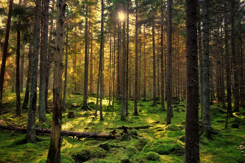Sunlight filters through a dense forest of tall evergreen trees, casting golden light on a mossy green ground with fallen logs.
