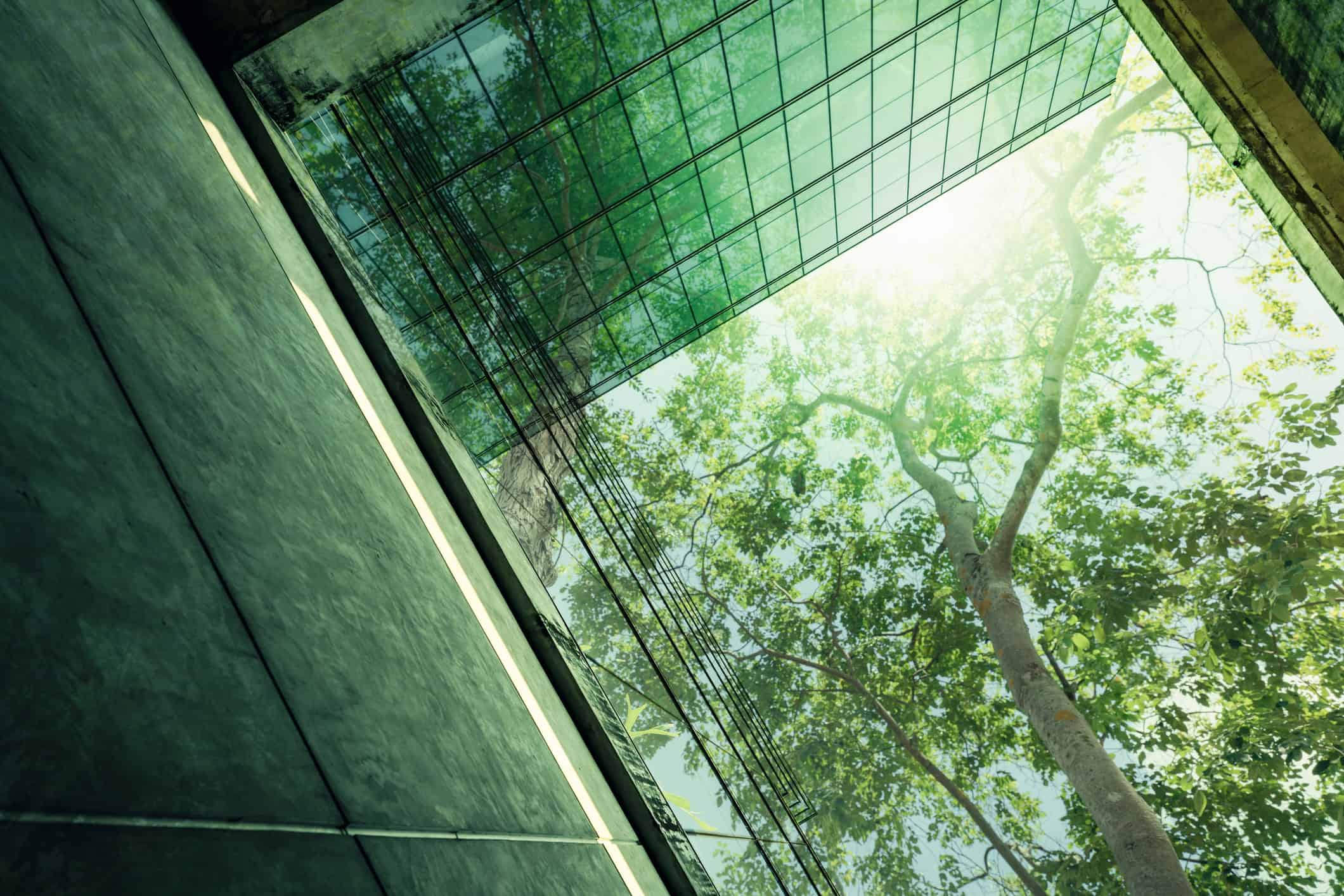 Looking up at a large tree with green leaves and a bright sky, framed by a concrete wall on the left and a green-tinted glass ceiling with a grid pattern above.