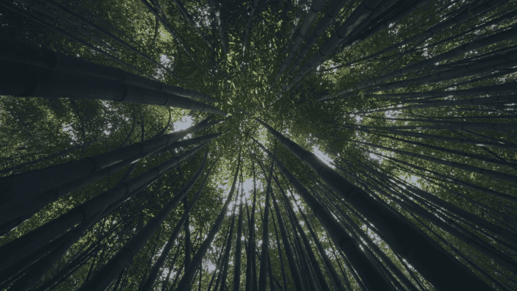 View looking up into a dense bamboo forest with tall, dark green stalks and bright green leaves, with sunlight filtering through the canopy.