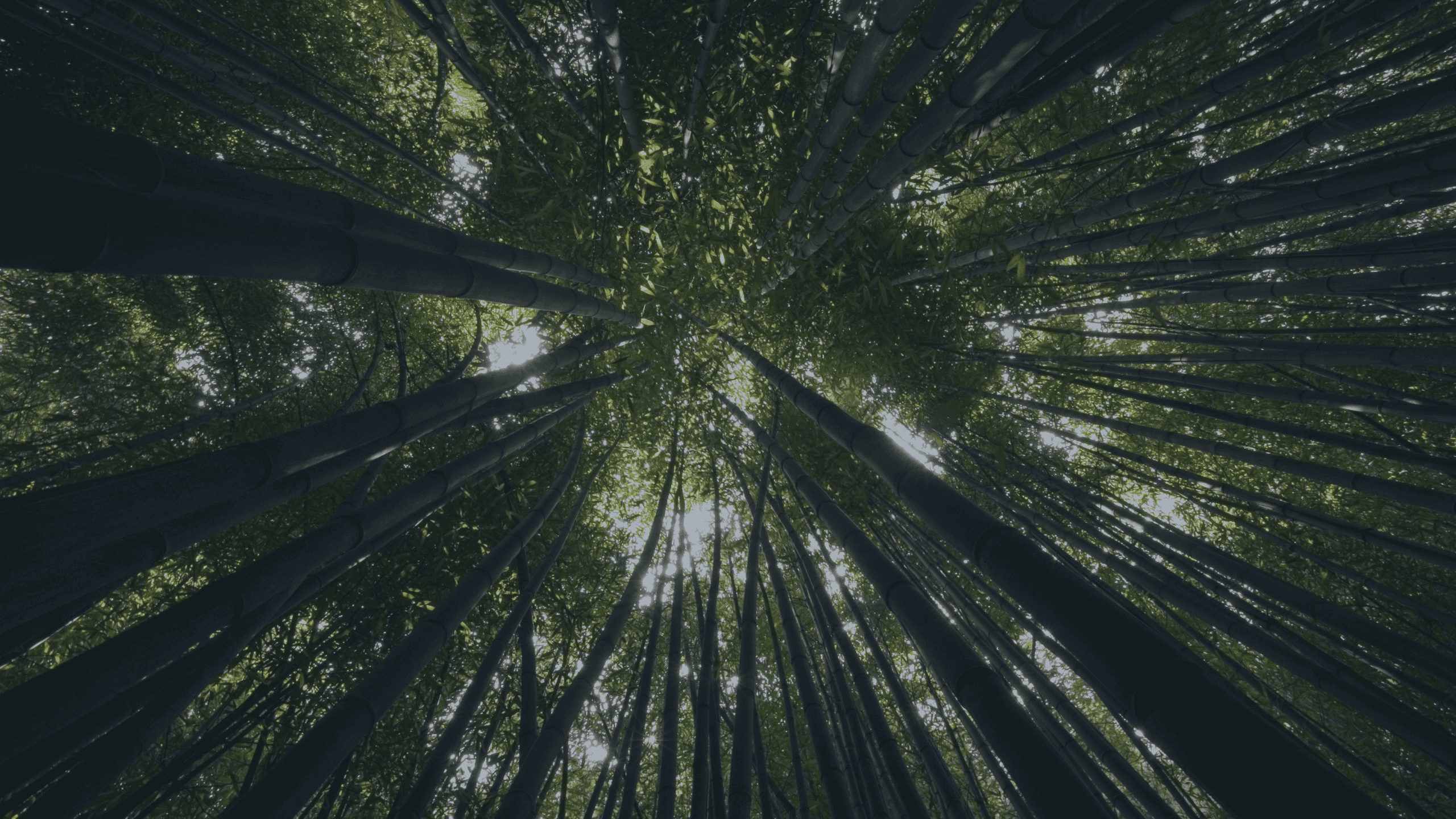 View looking up into a dense bamboo forest with tall, dark green stalks and bright green leaves, with sunlight filtering through the canopy.