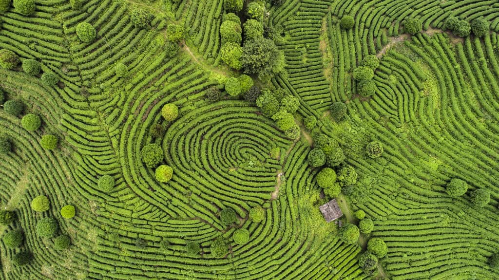 Aerial view of a vibrant green terraced tea plantation with winding rows and scattered trees, featuring a small hut in the lower right.