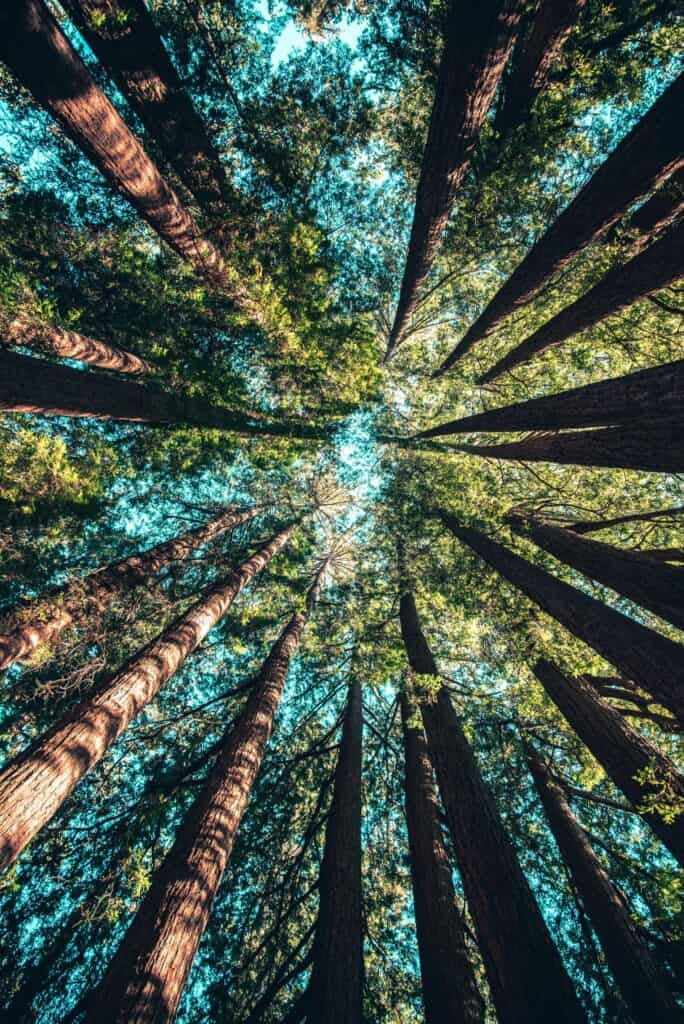 Low-angle view looking up at tall, reddish-brown tree trunks and a dense green canopy against a bright blue sky.