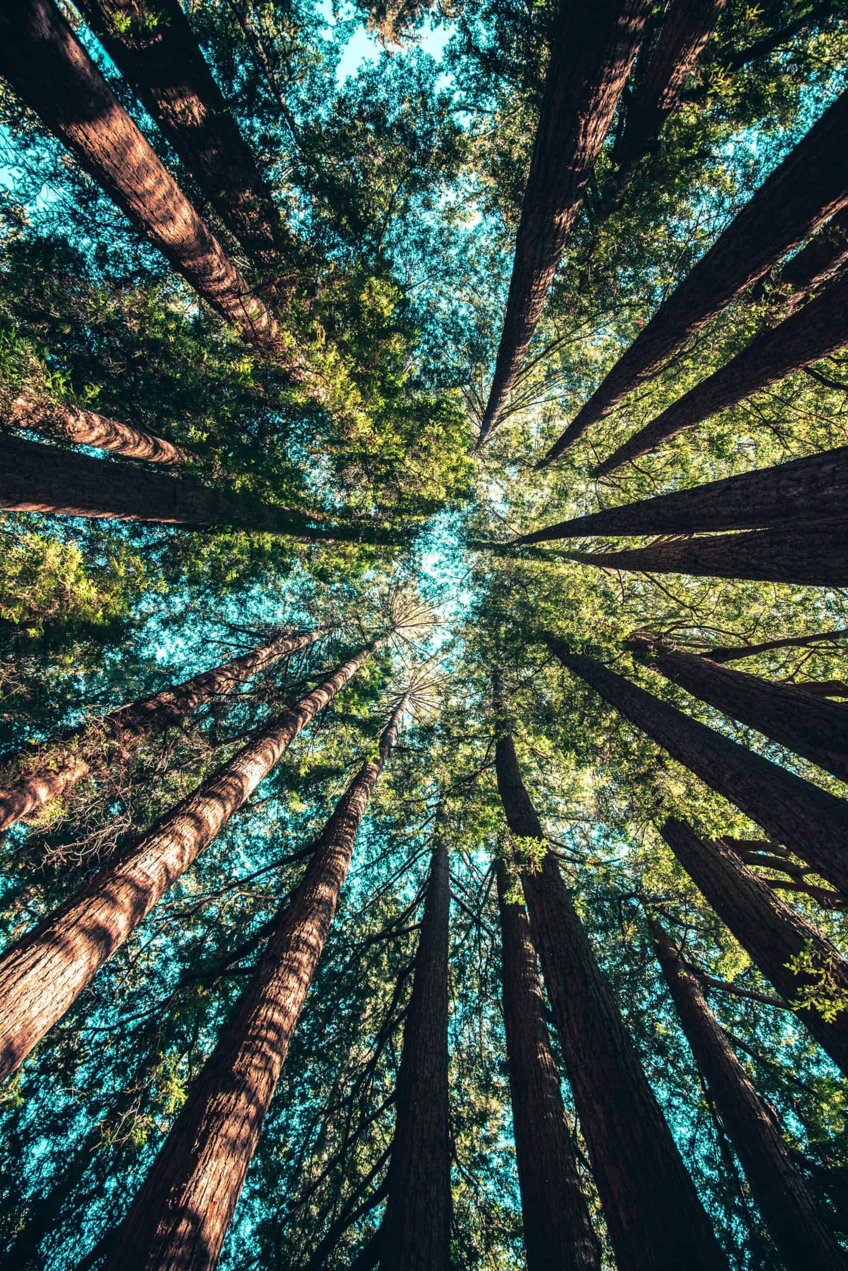 Low-angle view looking up at tall, reddish-brown tree trunks and a dense green canopy against a bright blue sky.