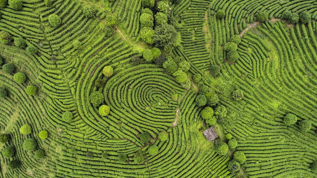 Aerial view of a lush green tea plantation with curved rows, scattered trees, and a small wooden building.