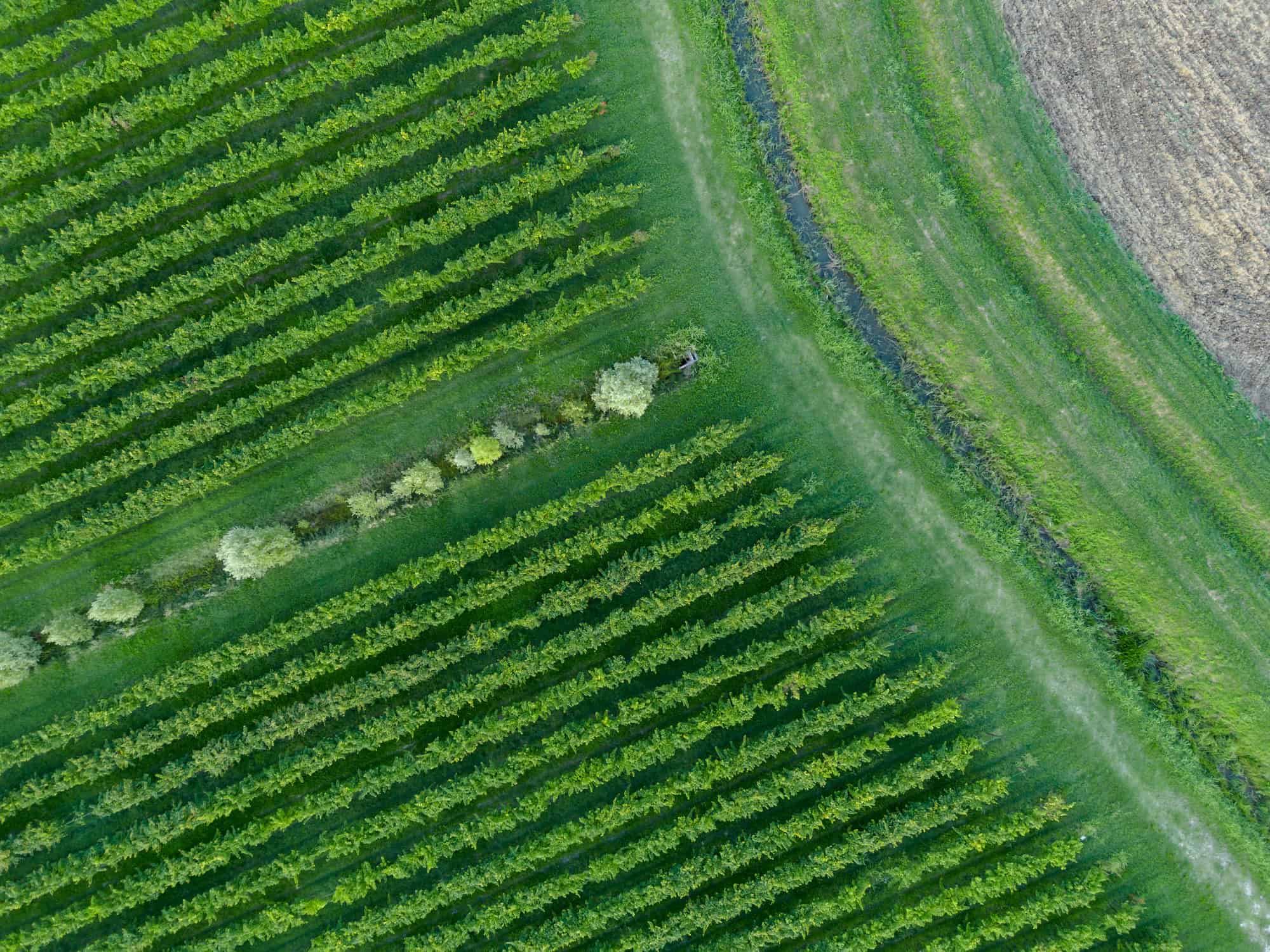 Aerial view of a green vineyard with rows of grapevines, a grassy field with a narrow ditch, and a tilled brown field.