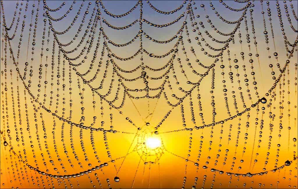 A spiderweb covered in water droplets, silhouetted against a bright yellow and orange sunrise or sunset sky.