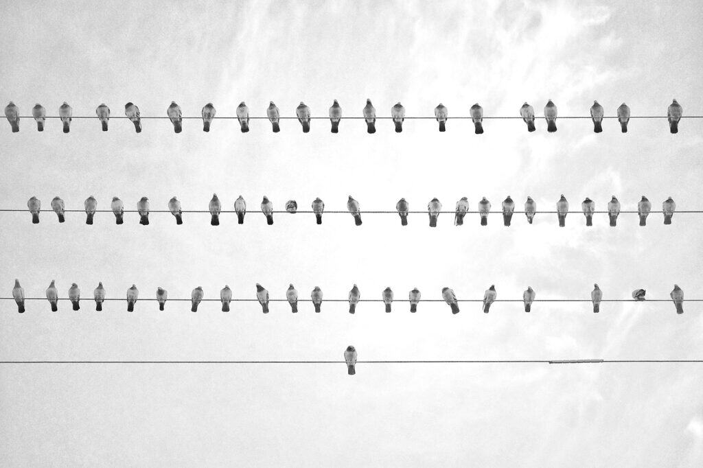 Black and white photo showing numerous birds lined up on three parallel power lines, with a single bird on the fourth, lowest line, against a bright sky.