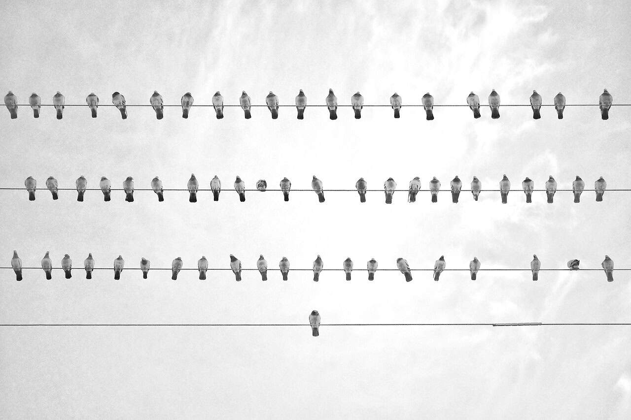 Black and white photo showing numerous birds lined up on three parallel power lines, with a single bird on the fourth, lowest line, against a bright sky.