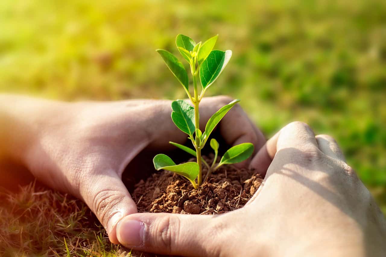 Two hands gently hold a small green plant rooted in soil, against a blurred green background with warm light.