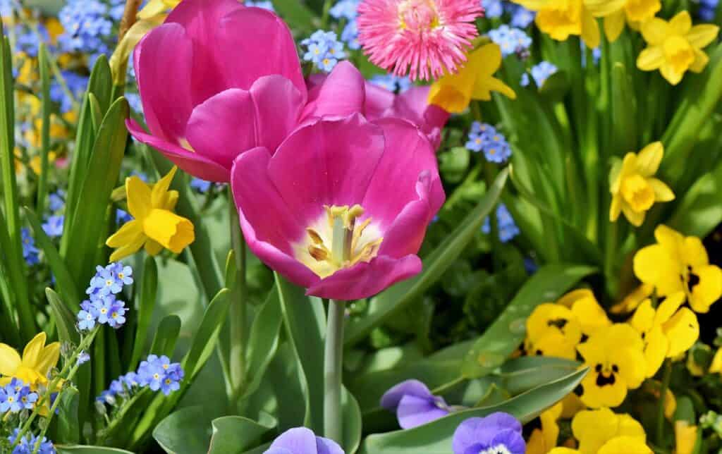 Close-up of a colorful spring flower garden with pink tulips, yellow daffodils, blue forget-me-nots, and yellow pansies.