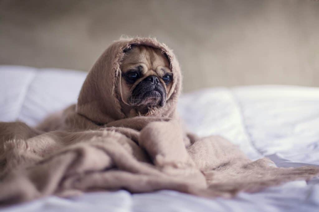 A pug dog wrapped in a light brown blanket, sitting on a white bedspread.