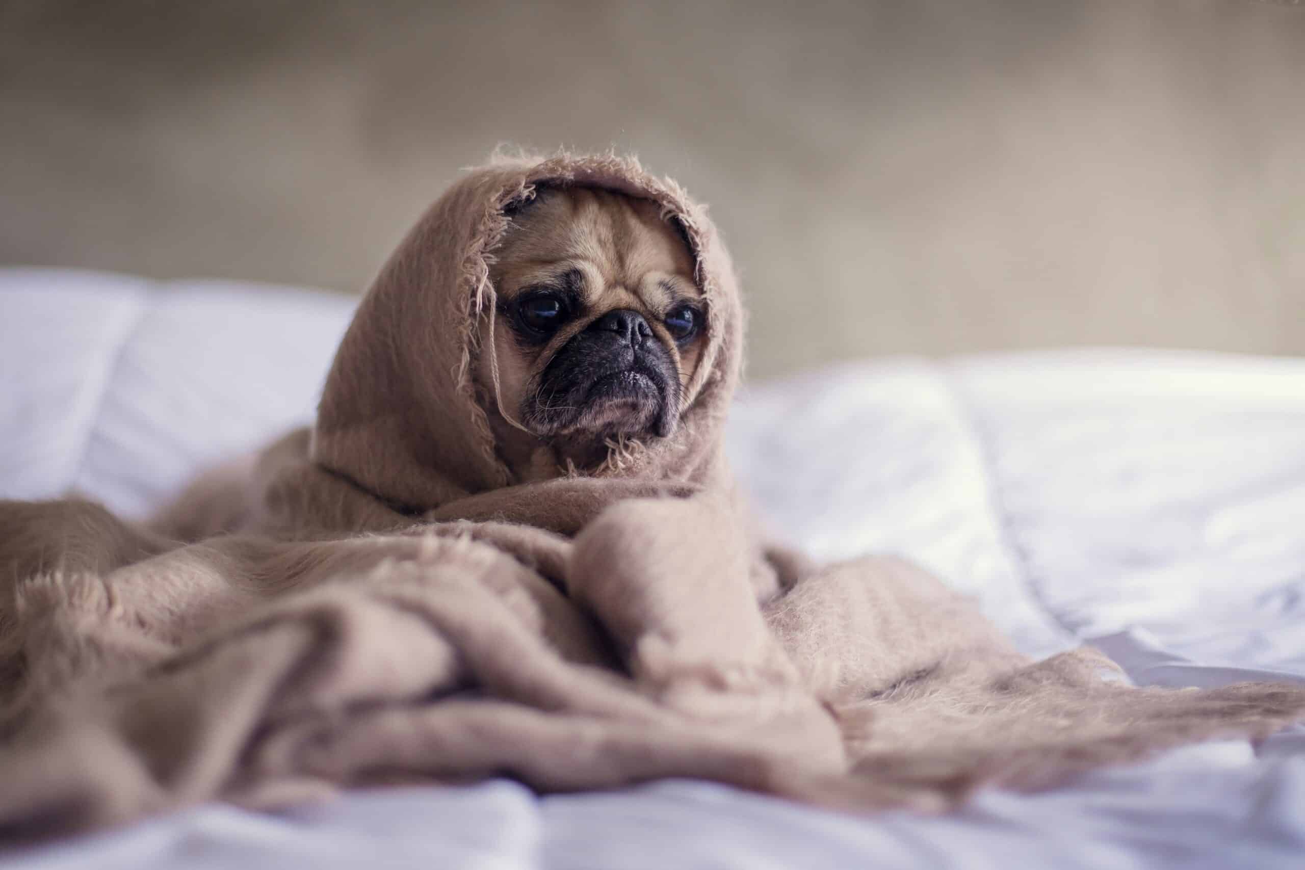 A pug dog wrapped in a light brown blanket, sitting on a white bedspread.