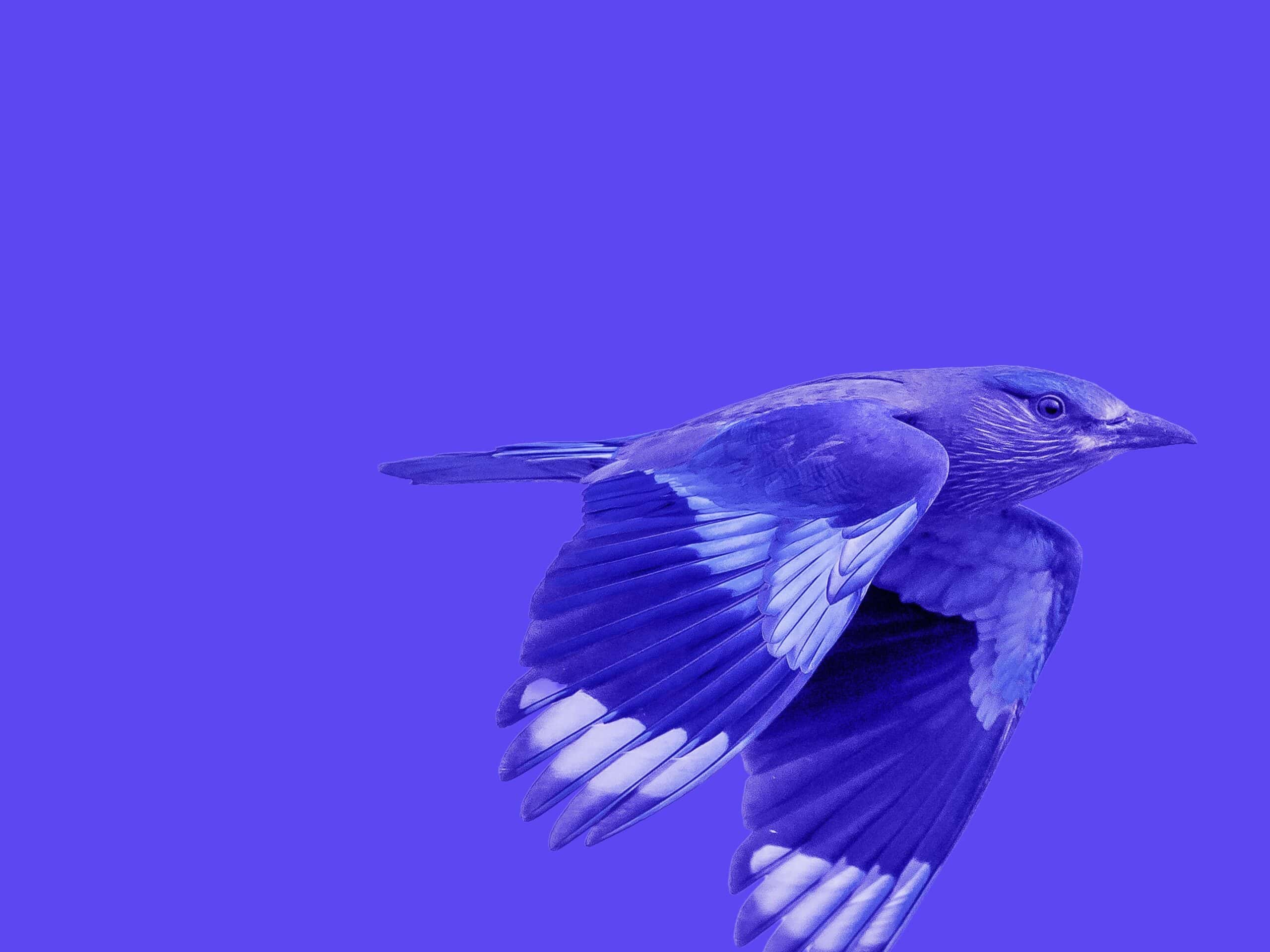 A purple and blue bird with spread wings flies against a solid purple background.