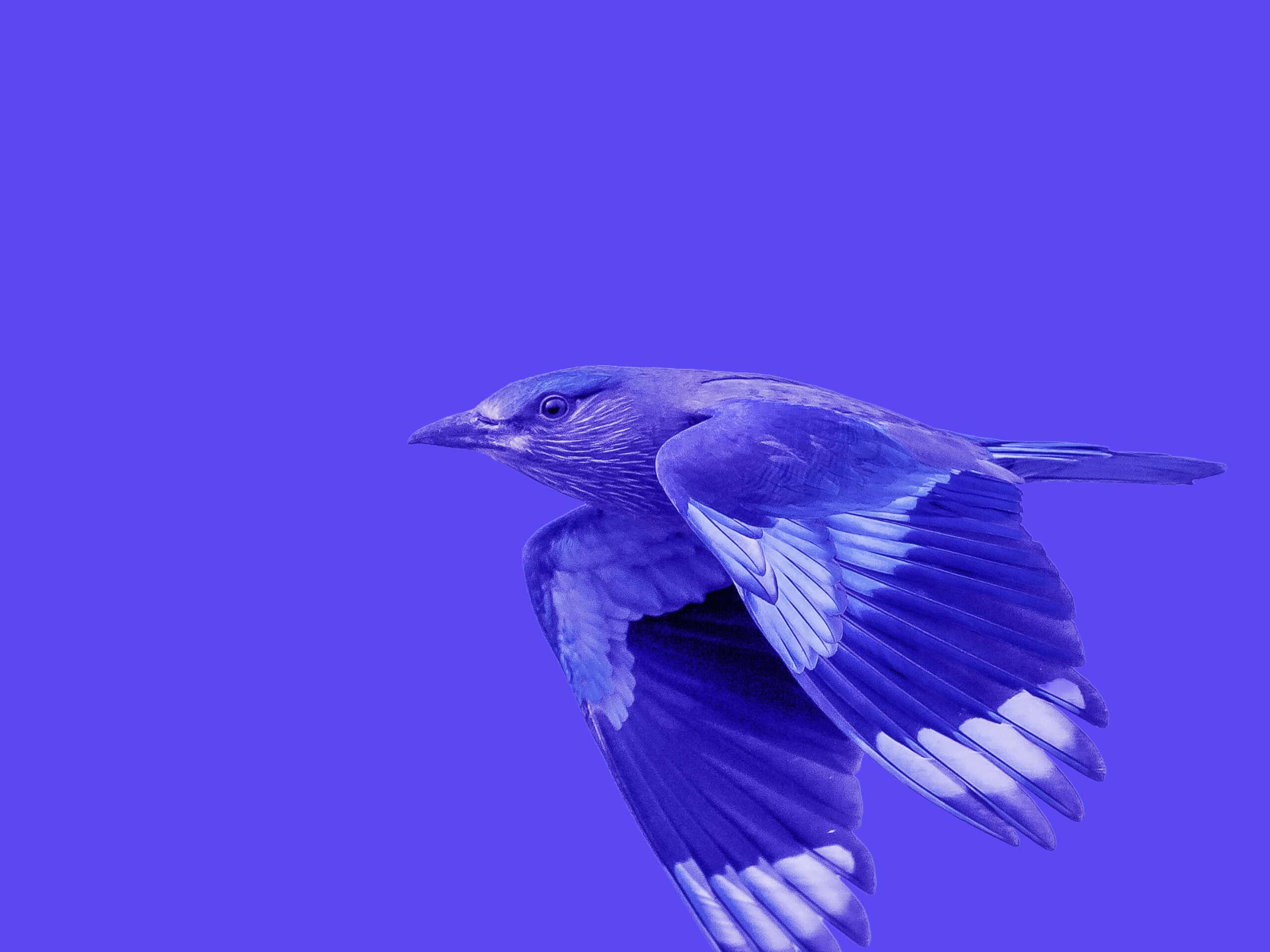 A blue bird with spread wings flying against a solid blue background.