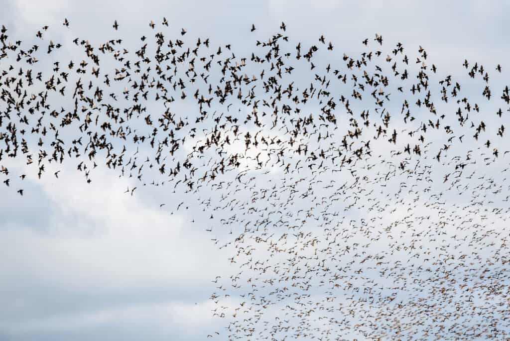 A large flock of dark birds in flight against a cloudy, light blue sky.