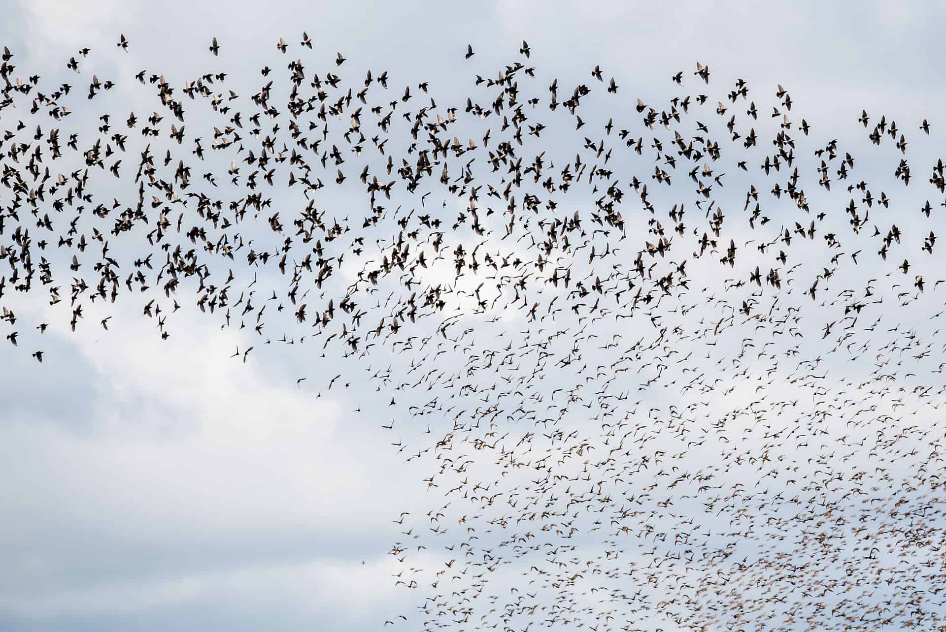 A large flock of dark birds in flight against a cloudy, light blue sky.