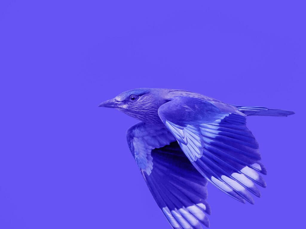 A blue and purple bird in flight against a solid purple background, wings extended, head turned left.