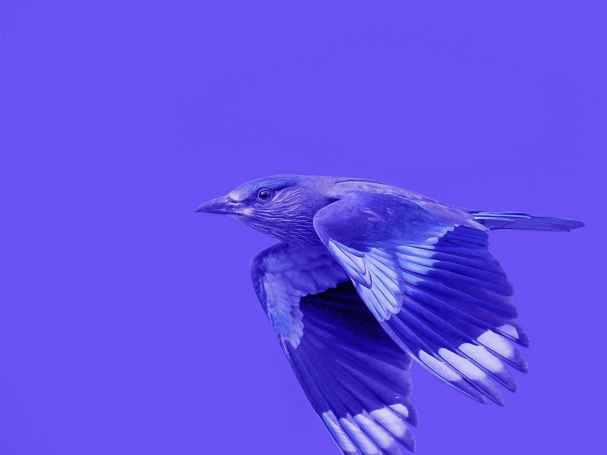 A blue and purple bird in flight against a solid purple background, wings extended, head turned left.