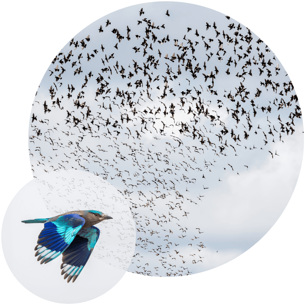 A vibrant blue and turquoise roller bird flies in the foreground, superimposed over a dense flock of hundreds of small, dark birds silhouetted against a cloudy sky.