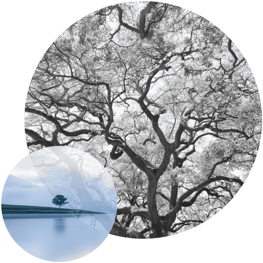 Two overlapping circular images: a black and white close-up of tree branches and a colored landscape with a single tree by a lake.