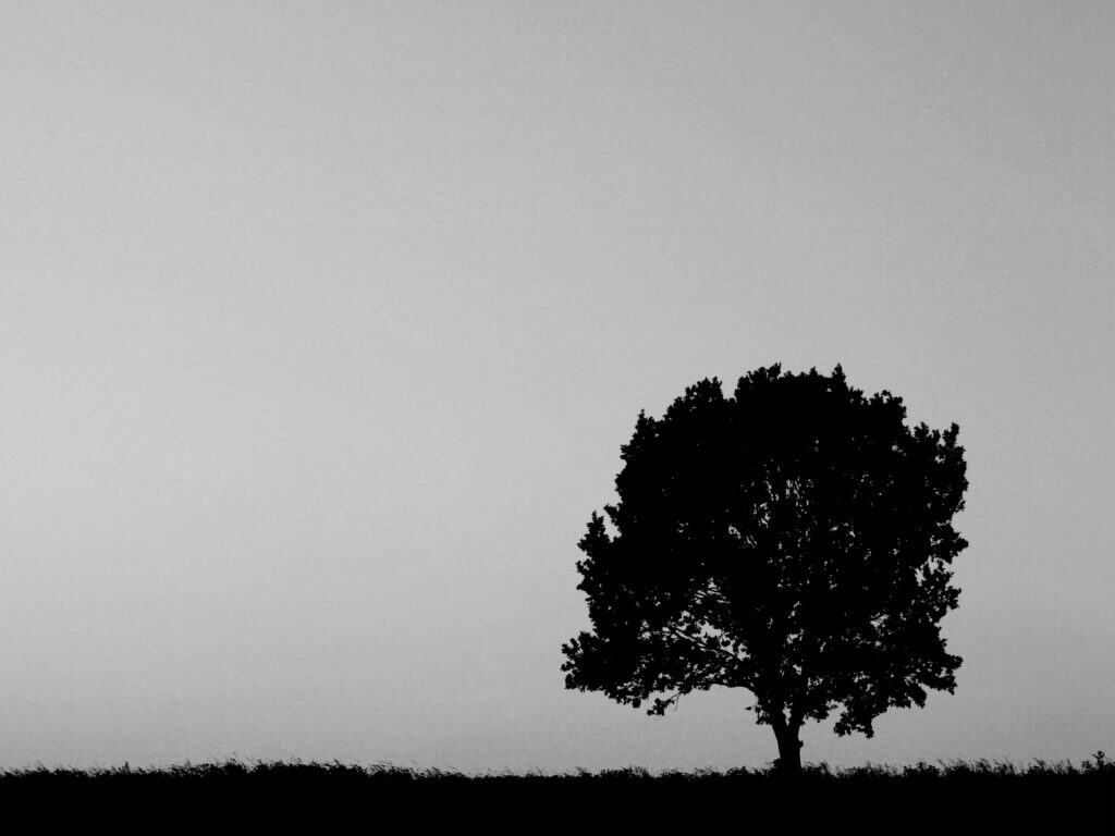 Black and white silhouette of a large, full tree and a strip of grass against a light gray sky.