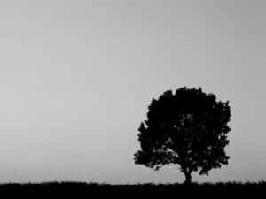 Black and white silhouette of a large, full tree and a strip of grass against a light gray sky.